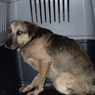  1206/25 - samiec, 5 lat