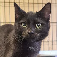 Mini 1094/25 - samiec, 7 miesięcy