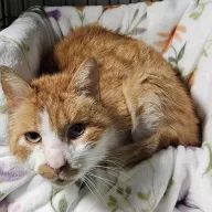 Cinnabar 1055/25 - samiec, 13 lat