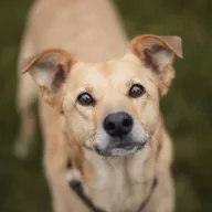 Marusia 0021/26 - samica, 3 lata