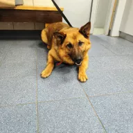 Barry 0921/23 - samiec, 8 lat