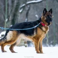 Tajga 1358/25 - samica, 6 lat