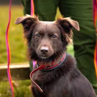 Olio 1005/25 - samiec, 1 rok