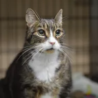 Kacper 0894/25 - samiec, 7 lat