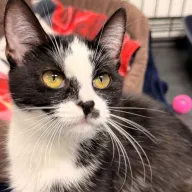 Chess 0934/25 - samica, 1 rok