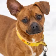 Nemo 0095/26 - samiec, 1 rok