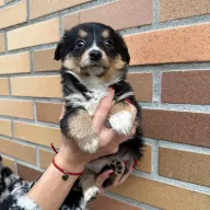 Kutia 1308/25 - samica, 1 miesiąc