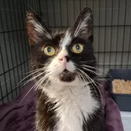 Sędzia Dred 1032/25 - samiec, 12 lat