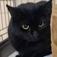 Celine 1076/25 - samica, 8 lat