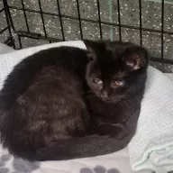 Midnight 1042/25 - samiec, 4 miesiące