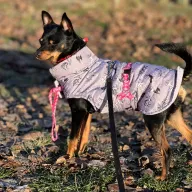 Rayco 1202/25 - samiec, 2 lata