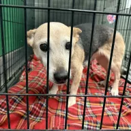  0024/26 - samica, 10 lat