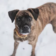 Fenris 1234/25 - samiec, 4 lata