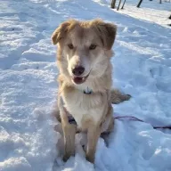 Ned 1333/25 - samiec, 2 lata