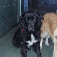  0064/26 - samica, 6 lat