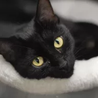 Velia 0971/25 - samica, 1 rok