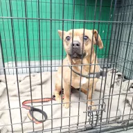  0095/26 - samiec, 1 rok