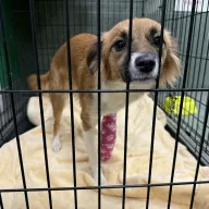  1360/25 - samica, 1 rok