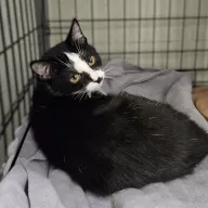 Chess 0934/25 - samica, 2 lata