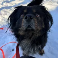 Tofik 1228/25 - samiec, 6 lat