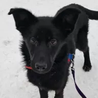 Biuti 0043/26 - samica, 11 miesięcy