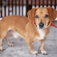 Daktyl 0042/26 - samiec, 10 lat