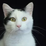 Koren 0399/25 - samiec, 9 lat