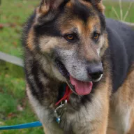 Amor 0987/25 - samiec, 7 lat