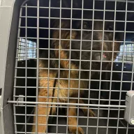  0055/26 - samiec, 1 rok