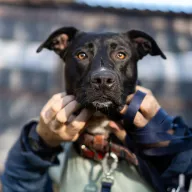 Tora 0700/25 - samica, 3 lata