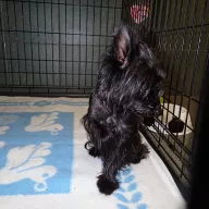  1289/25 - samiec, 5 lat