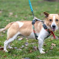 Precelek 1190/25 - samiec, 4 lata