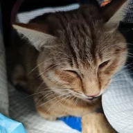  1075/25 - samiec, 2 lata