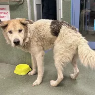  1342/25 - samiec, 9 lat