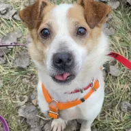 Jasiek 1119/25 - samiec, 4 lata