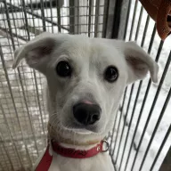 Bella 1251/25 - samica, 2 lata