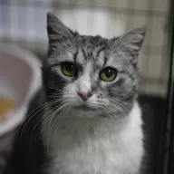 Fryderyka 1014/25 - samica, 5 lat