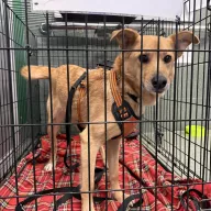  0021/26 - samica, 2 lata