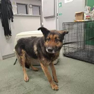  0010/26 - samiec, 3 lata