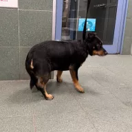  1345/25 - samiec, 6 lat