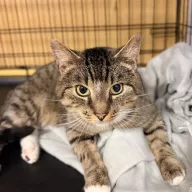 Irys 0714/25 - samiec, 4 lata