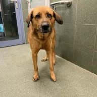  0019/26 - samiec, 1 rok