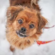 Maja 1323/25 - samica, 7 lat