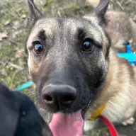 Kardamon 1187/25 - samiec, 1 rok