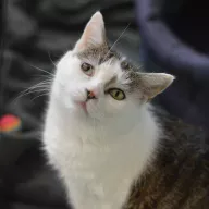 Maelle 0742/25 - samica, 4 lata