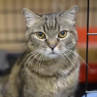 Tina 0951/25 - samica, 11 lat