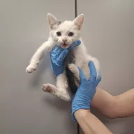  1064/25 - samiec, 2 miesiące