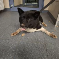 Kala 1075/25 - samica, 9 lat