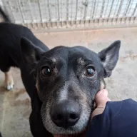 Bilbo 1238/25 - samiec, 6 lat