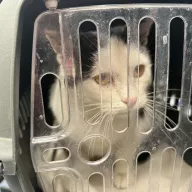  0023/26 - samiec, 4 lata